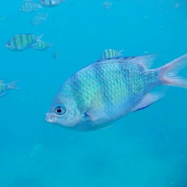 Bahamas